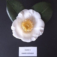 2021 Spring Flower & Camellia Show