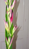 P1230684