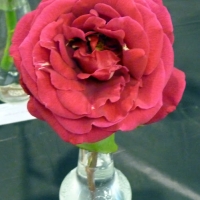 2016 Rose Show