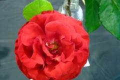 P1230696