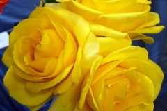 P1230739