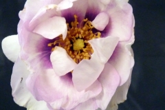 P1230753