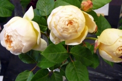 P1230783