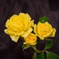 claire-daggett-miniature_Class14-one-cut-stem-JDS7452