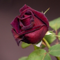 margie-stuart_five-different-roses