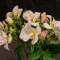 sally-gaudry-3 stems-modern_Class10-JDS7447