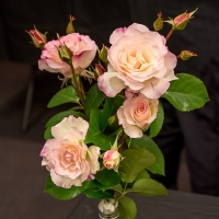 unidentified-near-sign-for-class-8-no-tag-on-file_JDS7435