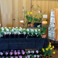 Camellia Show 2018