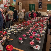 packed-hall-of-camelliasspring_flowers_JDS6217
