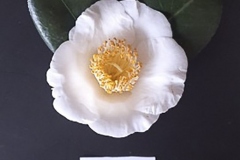 Class-1-Camellia-Single-Bloom-winner-Des-Klemke-Kamo-Honami