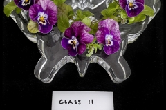 Class-11-Five-Pansies-or-Violas-Winner-Judy-Keast