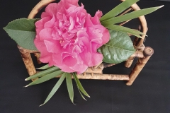 Class-13-Camellia-Beauty-Winner-Judy-Keast