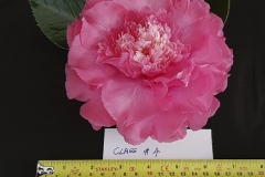 Class-2-Elegans-Form-winner-Helen-Hasseldon-with-Elegans-Supreme