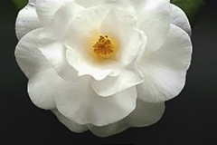 Class-3-Semi-Double-camellia-winner-Des-Klemke-with-Margret-Davis