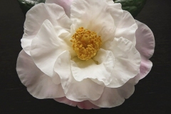 Class-6-Reticulata-Winner-Ian-Grant-withLady-Pamela