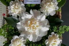 Class-8-Small-basket-of-camellias-Winner-Des-Klemke