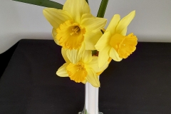Class-9-Three-Cuts-of-Daffodils-winner-Judy-Keast