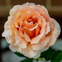 single-bloom_JDS3185