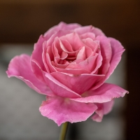 single-cut-flower2_JDS3186