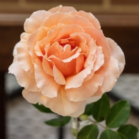 winner-best-single-cut-flower_JDS3195