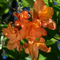 2019 Highland Garden Society Bowral Friendship garden