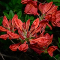 2019 Highland Garden Society Bowral Friendship garden