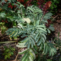 2019 Highland Garden Society Bowral Friendship garden