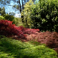 2019 Highland Garden Society Bowral Friendship garden