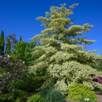 2019 Highland Garden Society Bowral Friendship garden