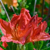 2019 Highland Garden Society Bowral Friendship garden