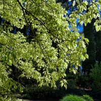 2019 Highland Garden Society Bowral Friendship garden