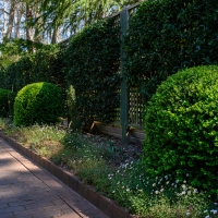 2019 Highland Garden Society Bowral Friendship garden