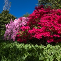 2019 Highland Garden Society Bowral Friendship garden