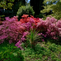 2019 Highland Garden Society Bowral Friendship garden