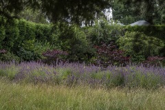 a-field-of-purple-catmint_Nepeta-x-faassenii-at-the-end-of-formal-garden_JDS0426