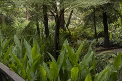 a-garden-of-contrasts_JDS0409