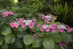 lacecap-hydrangeas_Hydrangea-macrophylla_near-sheltered-barbecue-JDS0407