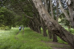 lines-of-well-established-trees_JDS0391