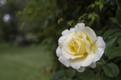 roses_JDS0372