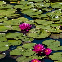Return Visit to garden of Les & Elaiune Musgrave