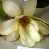 P1240752