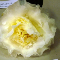 P1240753
