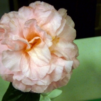 P1240754