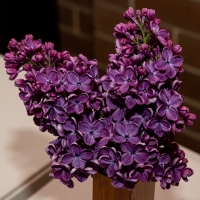 glynn-stillers-winning-lilac_JDS7983