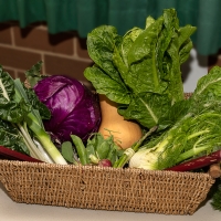 prize-winning-vegetable-basket_JDS7992