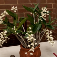 sally-Gaudrys-winning-potted-flower_JDS7991