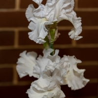 sally-gaudrys-winning-single-stem-iris_JDS8003
