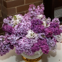 vase-of-flowers-winner_JDS7981