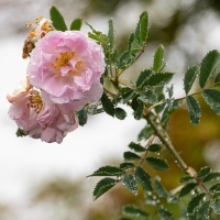 January 2020 HGSB Friendship Garden at Clive West, Berrima