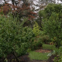 January 2020 HGSB Friendship Garden at Clive West, Berrima